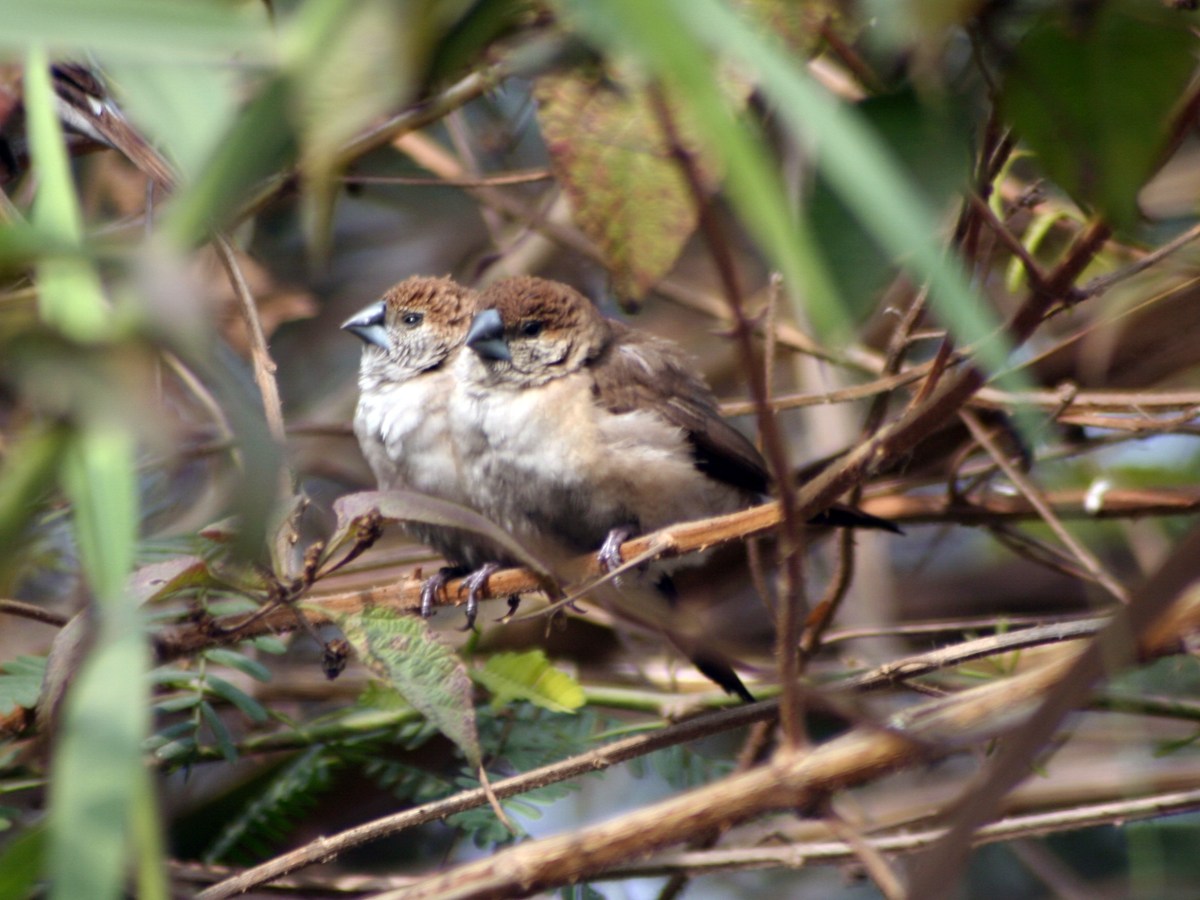 Birds