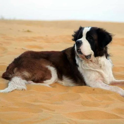 55560482_10217138610870984_1281668453589057536_n